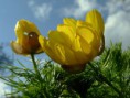 /album/krasna-prirodzenost/a2007-0406-150140-jpg/