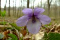 /album/krasna-prirodzenost/a2007-0407-142757-jpg/