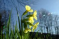 /album/krasna-prirodzenost/a2007-0413-082818-jpg/